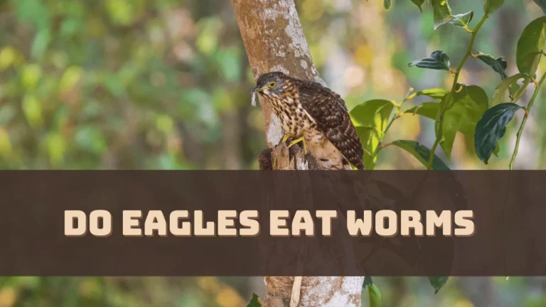 do-eagles-eat-worms