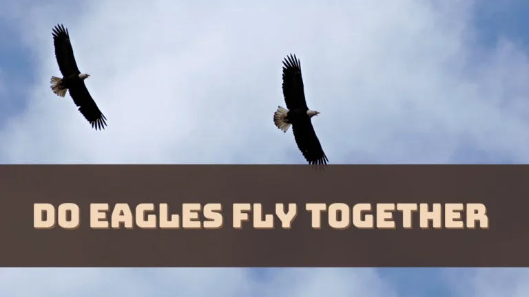 do-eagles-fly-together