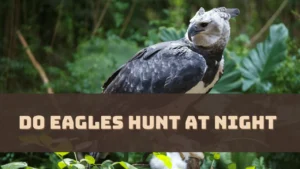 do-eagles-hunt-at-night