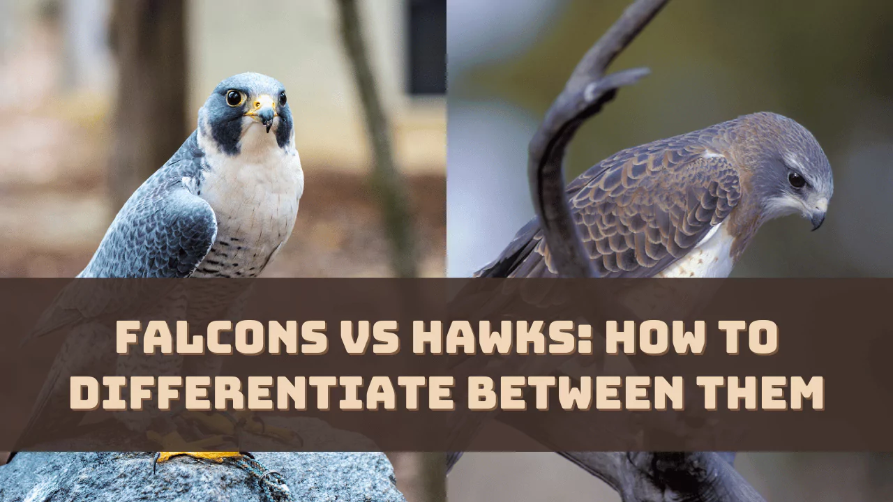 falcons-vs-hawks