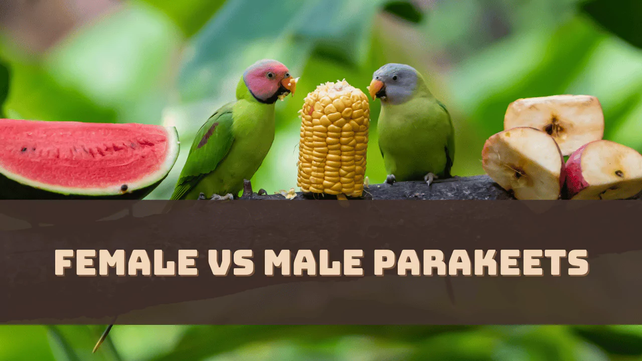 female-vs-male-parakeets