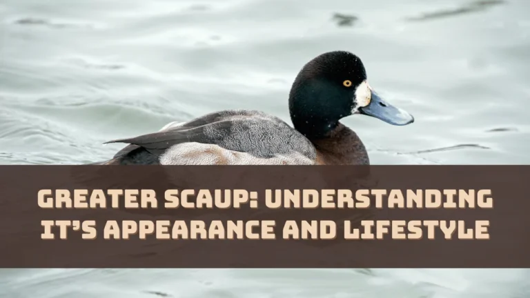 greater-scaup-understanding-its-appearance-and-lifestyle