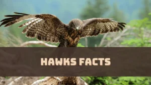 hawks-facts