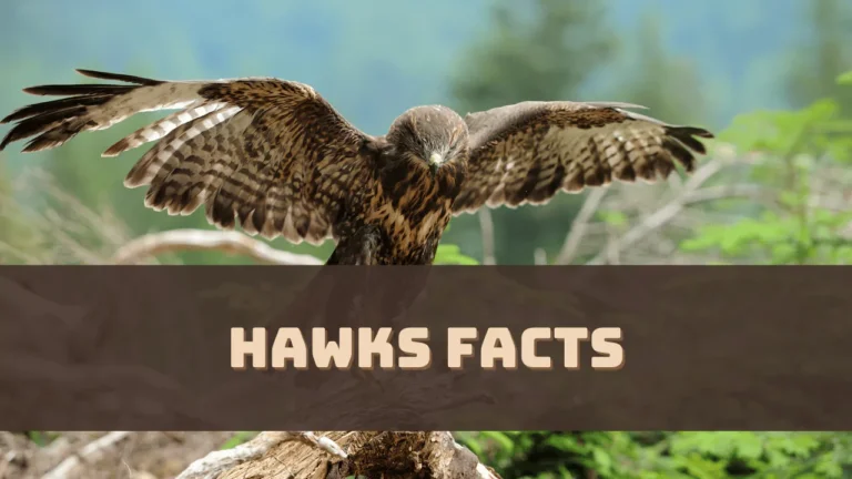 hawks-facts