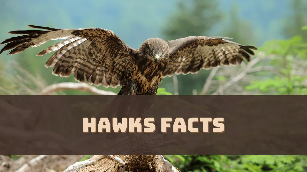 Hawks Facts - A Beginner's Guide to Identifying Birds of Prey