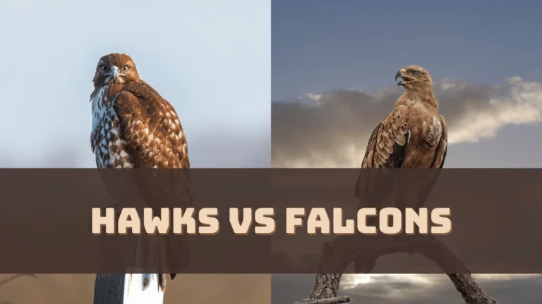 hawks-vs-falcons