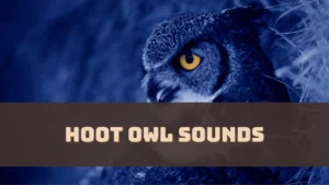 hoot-owl-sounds