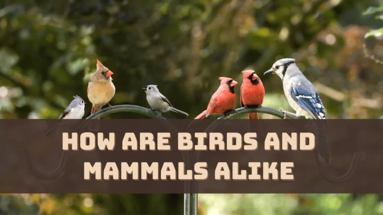 how-are-birds-and-mammals-alike