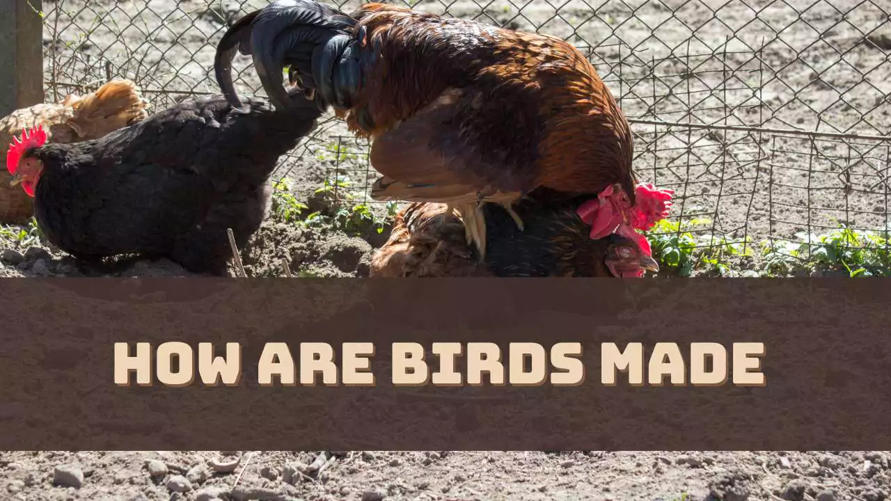 how-are-birds-made