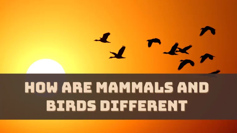 how-are-mammals-and-birds-different