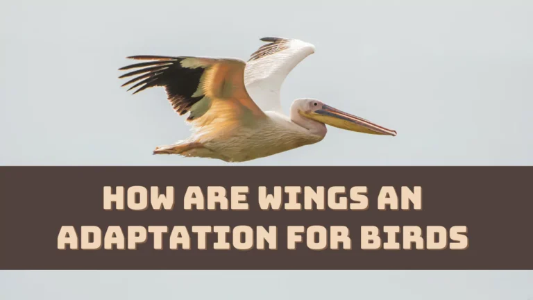 how-are-wings-an-adaptation-for-birds