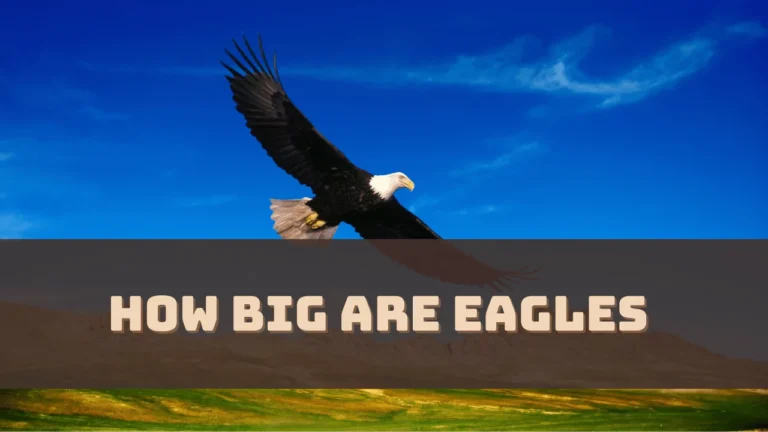 how-big-are-eagles