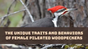 the-unique-traits-and-behaviors-of-female-pileated-woodpeckers