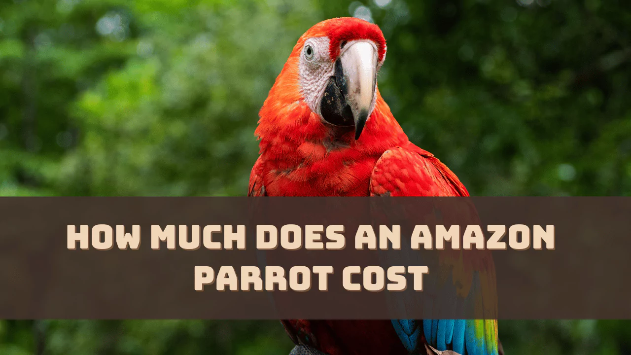 How Much Does an Amazon Parrot Cost