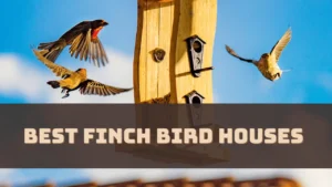 best-finch-bird-houses