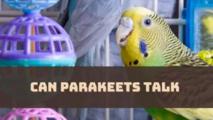 Can Parakeets Talk