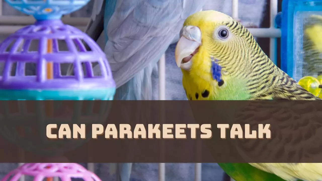 Can Parakeets Talk