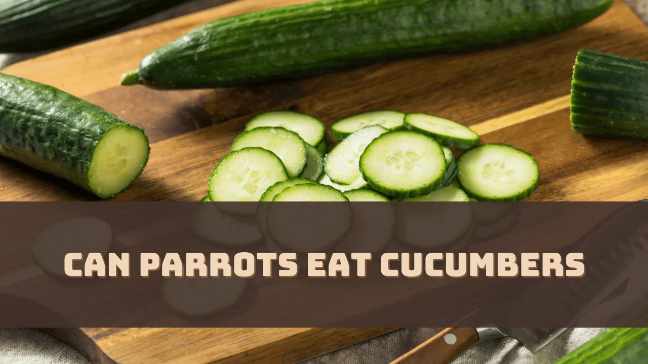 Can Parrots Eat Cucumbers