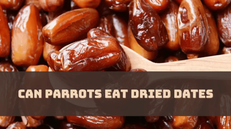 Can Parrots Eat Dried Dates