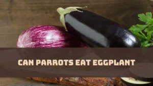 Can Parrots Eat Eggplant