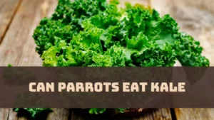 Can Parrots Eat Kale