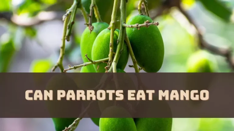 Can Parrots Eat Mango