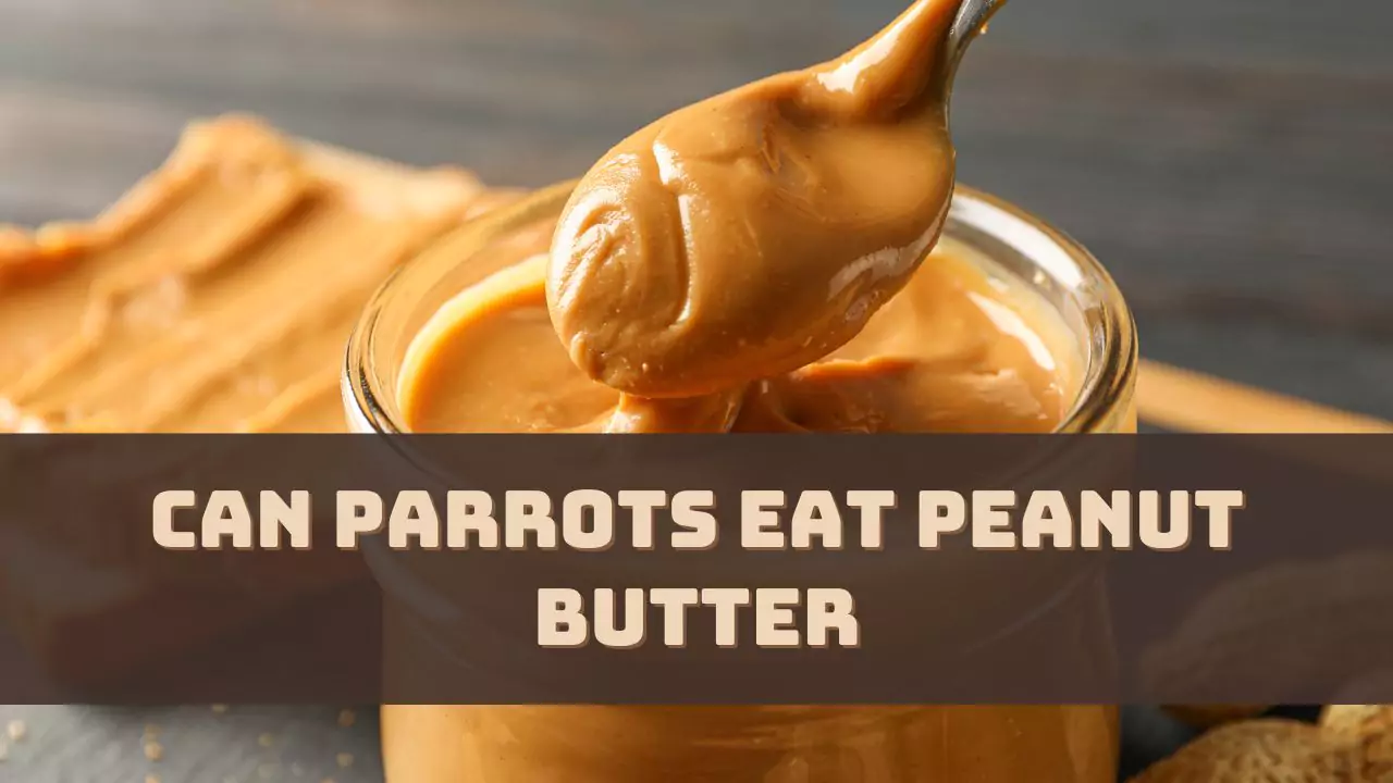 Can Parrots Eat Peanut Butter