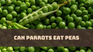 Can Parrots Eat Peas