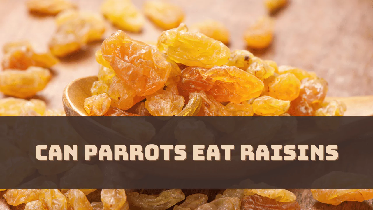 Can Parrots Eat Raisins