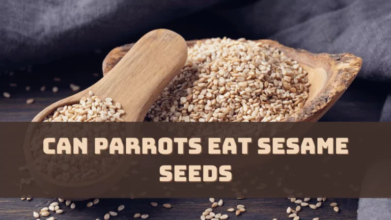 Can Parrots Eat Sesame Seeds