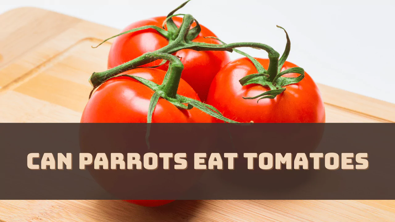 Can Parrots Eat Tomatoes