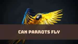 Can Parrots Fly