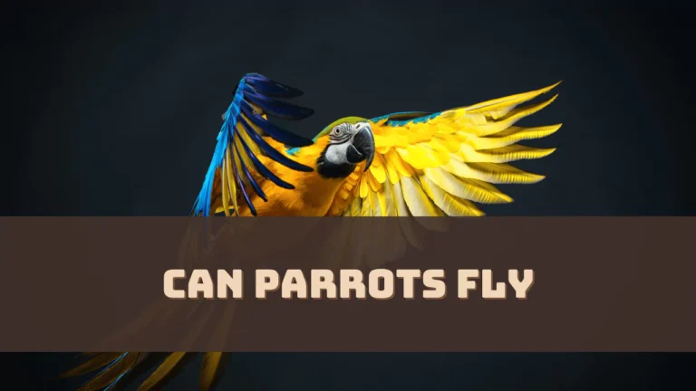 Can Parrots Fly