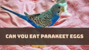 Can You Eat Parakeet Eggs