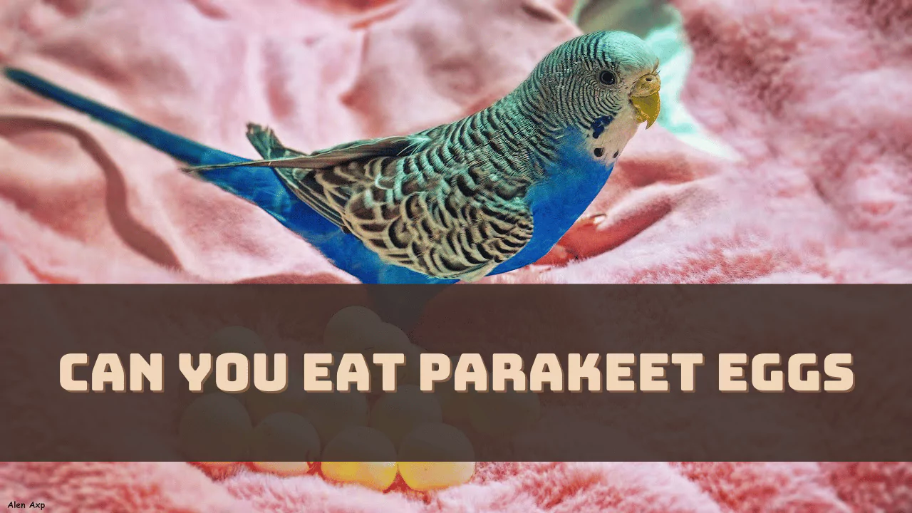 Can You Eat Parakeet Eggs