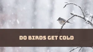 Do Birds Get Cold