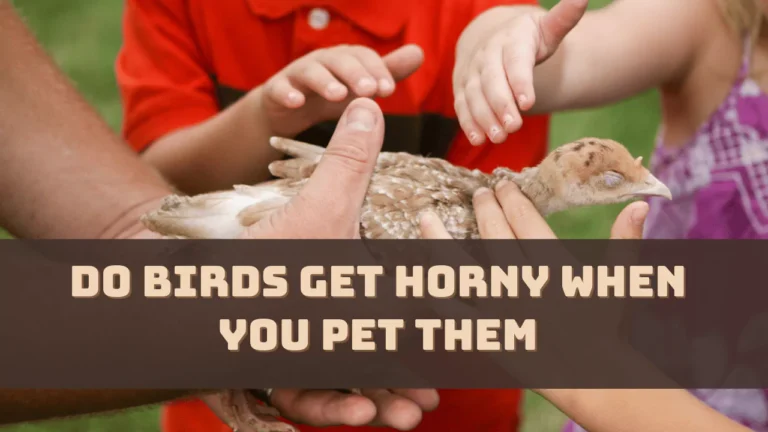 Do Birds Get Horny When You Pet Them