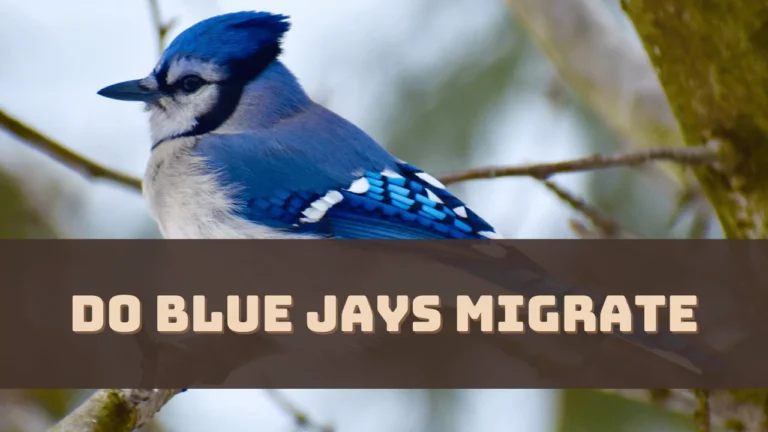 Do Blue Jays Migrate