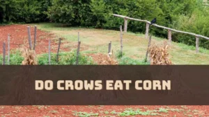 Do Crows Eat Corn