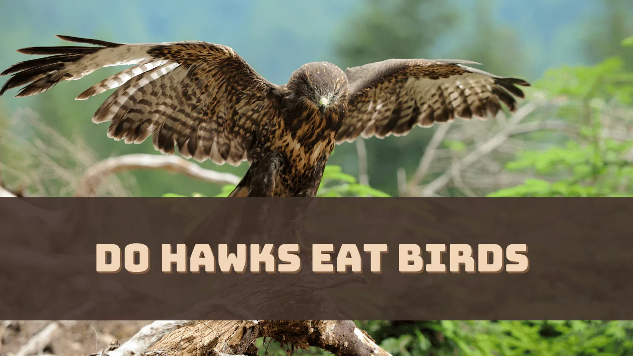 Do Hawks Eat Birds