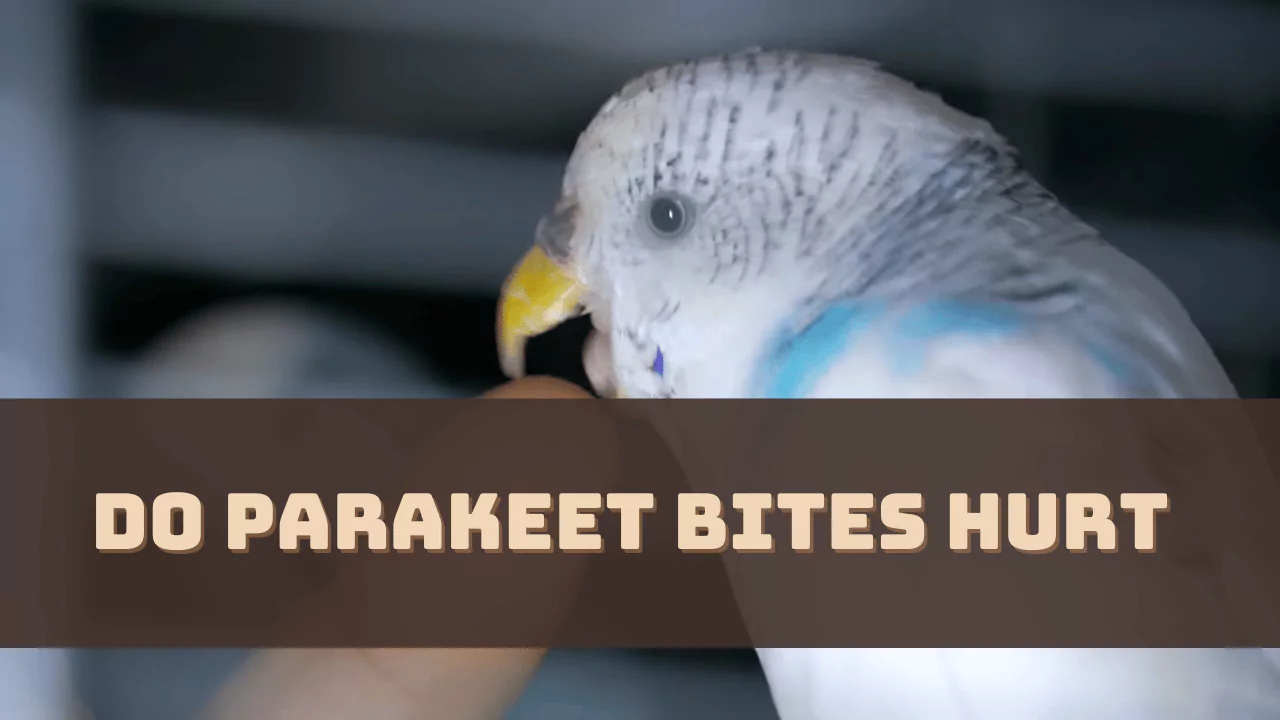 Do Parakeet Bites Hurt