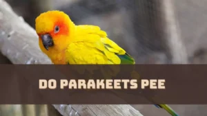 Do Parakeets Pee