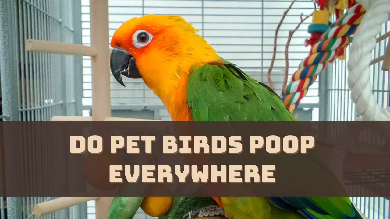 Do Pet Birds Poop Everywhere