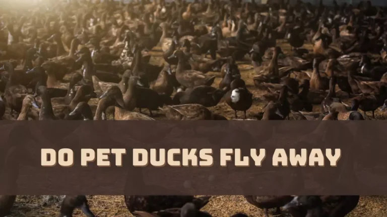 Do Pet Ducks Fly Away