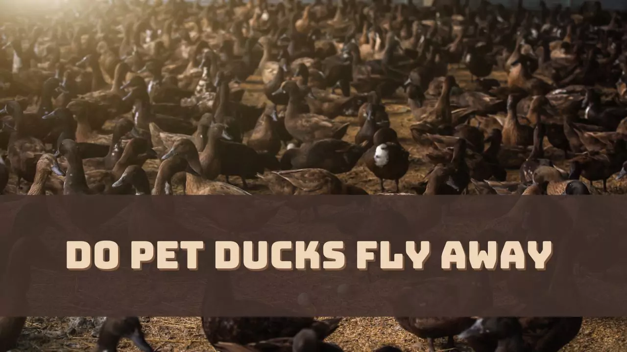 Do Pet Ducks Fly Away