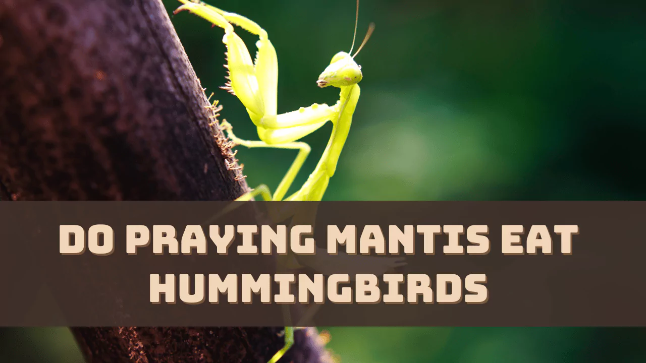 Do Praying Mantis Eat Hummingbirds