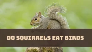 Do Squirrels Eat Birds