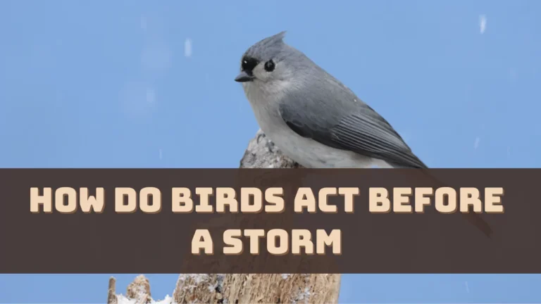 How Do Birds Act Before A Storm