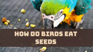 How Do Birds Eat Seeds