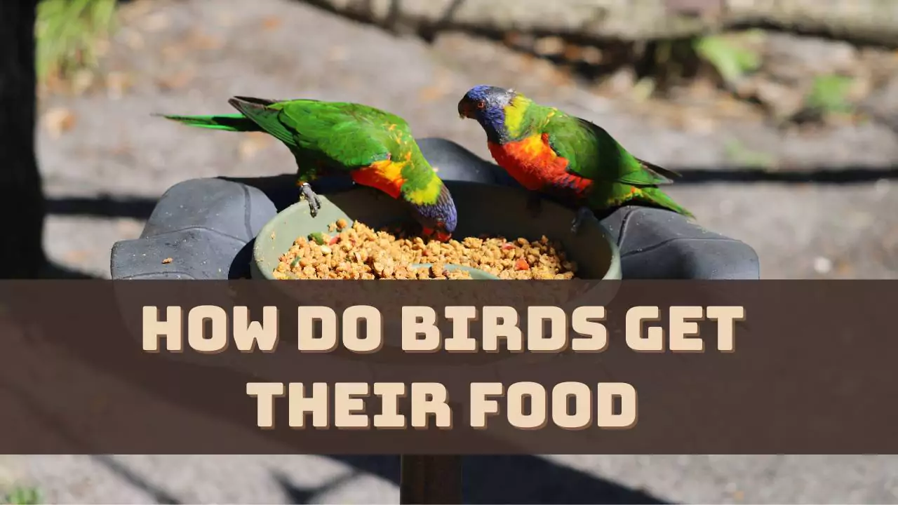 How Do Birds Get Their Food